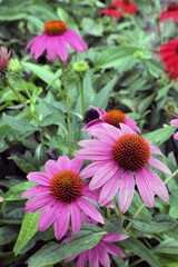 Echinacea flower also know as Cone Daisy presented in pots on shelf