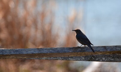 海辺のイソヒヨドリ