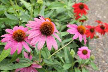 Echinacea flower also know as Cone Daisy presented in pots on shelf