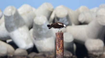 Fototapeta premium 海辺の杭にとまるミサゴ