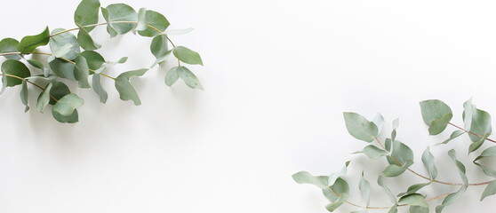 green eucalyptus leaves frame banner top view isolated  on white background with copy space. flat lay - obrazy, fototapety, plakaty