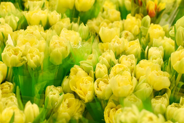 many bouquets of yellow tulips. Spring blooming yellow tulips, blurred background, soft photo editing, selective focus, delicate toning. Space for text