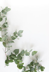 green eucalyptus leaves frame top view isolated on white background with copy space. flat lay,...
