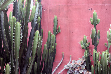 Dark green cactus with a deep red wall background