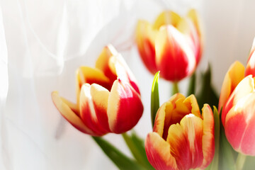 Beautiful tulips close-up on a white background. Natural background.