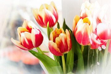Beautiful tulips close-up on a white background. Natural background.