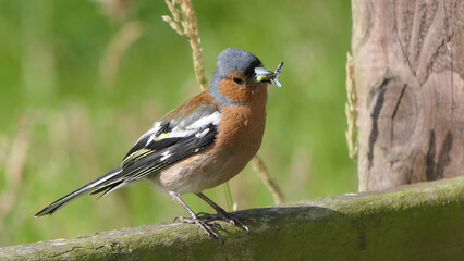 Chaffinch with flys in beak