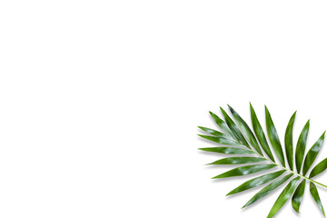 green palm leaf branches on white background. flat lay, top view