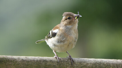 Chaffinch with flys in beak