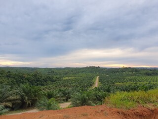 Palm oil plantation farm garden in Asia, Indonesia