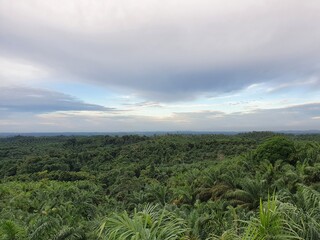 Fototapeta na wymiar Palm oil plantation farm garden in Asia, Indonesia