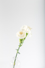 White roses on white background. Soft pastel colors. Background.