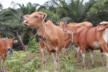 Obraz na płótnie Canvas Domesticated cattle ox cow bull banteng sapi bos javanicus eating grass on field, organic beef farm