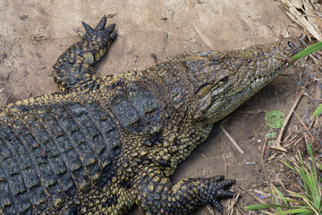 Top view of a Crocodile crawling on ground
