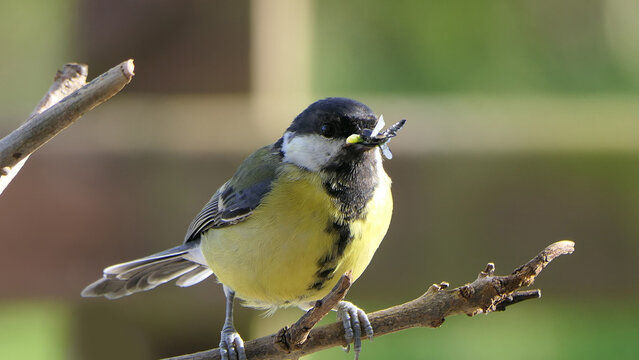 Great Tit sitting in a hedge with flys in beak