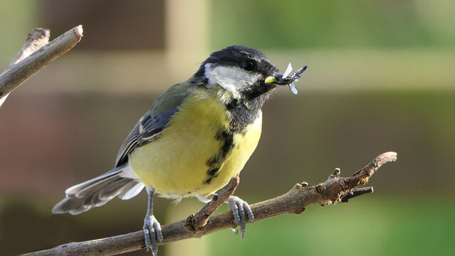 Great Tit sitting in a hedge with flys in beak