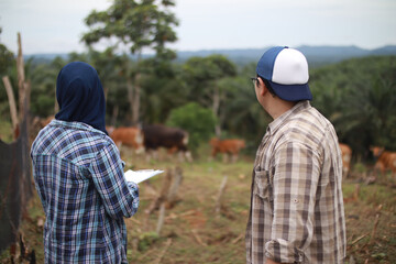 Asian muslim farmer couple checking their beef farm, with domesticated cow ox cattle grazing in the background, agriculture farming entrepreneur