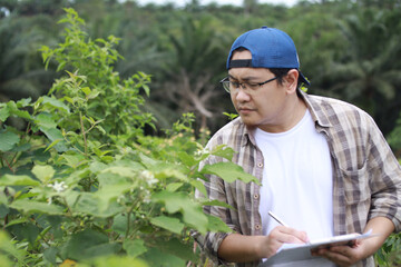 Asian male farmer plantation supervisor checking plant growth, modern natural organic cultivation industry