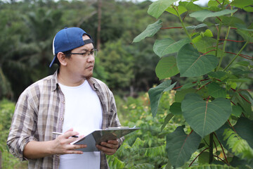 Asian male farmer plantation supervisor checking plant growth, modern natural organic cultivation...