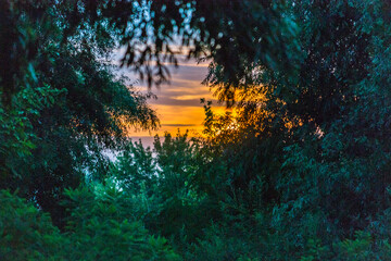 Sunset in the forest on the bank of the river Danube in Petrovaradin near Novi Sad 