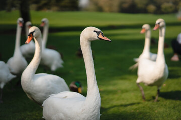 White swans resting on the green grass in the park.
