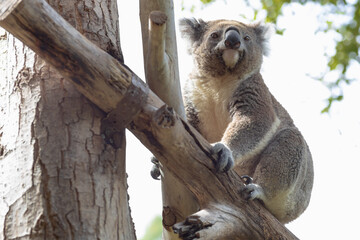koala sitting on a tree