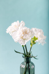 White carnations in glass vase on light green backgrounds. Floral background.