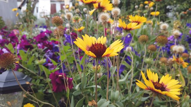 Red and yellow gaillardia flowers in the garden on the bed slightly swaying in the wind. Gaillardia pulchella