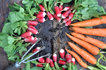 organic dirty carrots and radishes freshly harvested in garden and put on a plank with a little rake