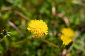 Yellow dandelion close-up bloomed in early spring. Yellow-green warm summer background. Macro flower in selective focus. Colorful natural background for the design of postcards, banners, notebooks.