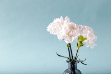 White carnations on light green background.