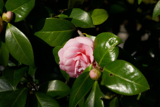 93 最適な 椿の生垣 画像 ストック写真 ベクター Adobe Stock