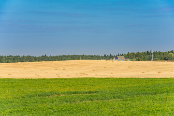 Fototapeta na wymiar An image of meadow in late summer, Belarus