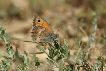 Closeup of the small heath, Coenonympha pamphilus sitting on vegetation on the ground