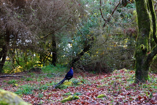 Syrmaticus Mikado in Alishan National Forest Recreation Area, situated in Alishan Township, Chiayi , TAIWAN