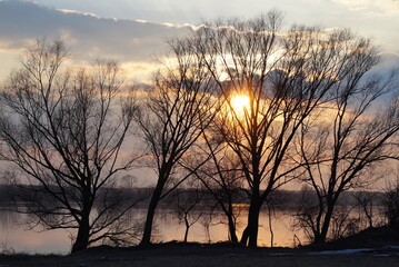 Obraz premium silhouettes of trees without leaves against the setting sun over the Vistula River