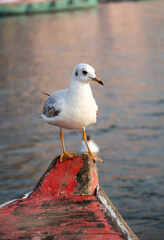 Seagull sitting on a nose of a boat