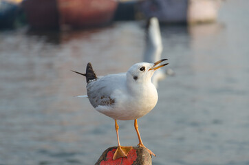 Seagull sitting on a nose of a boat