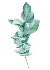 Eucalyptus branches, green leaves on isolated on white background. Watercolor illustration © Hanna