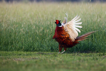 The common pheasant (Phasianus colchicus) standing on the meadow. Pheasant with green background. A flowing pheasant with stretched wings.