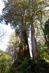 Alishan National Forest Recreation Area, situated in Alishan Township, Chiayi , TAIWAN