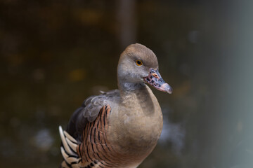 Plumed whistling duck