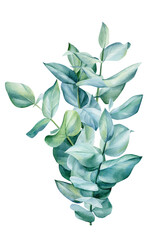 Eucalyptus bouquet, leaves on isolated on white background, green design. Watercolor illustration