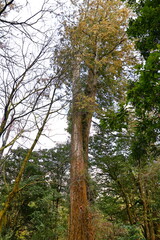 Fototapeta premium Alishan National Forest Recreation Area, situated in Alishan Township, Chiayi , TAIWAN