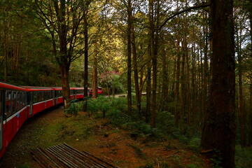 Forest train on railway in Alishan National Forest Recreation Area, situated in Alishan Township, Chiayi , TAIWAN