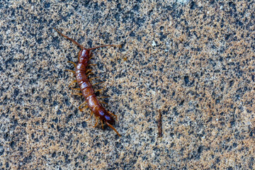 Centipede or scolopendra on rock. Chilopoda.
