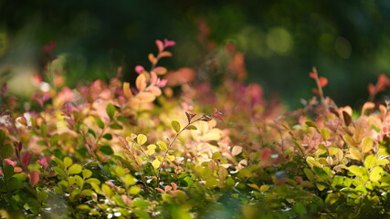 The grass field view in autumn with the colorful reeds and leaves