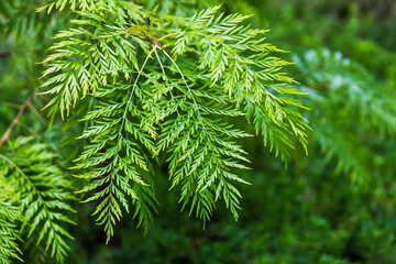 fern like branches on blurred forest background