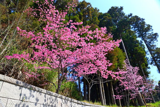 Beautiful Cherry Blossom in Alishan National Forest Recreation Area, situated in Alishan Township, Chiayi , TAIWAN.