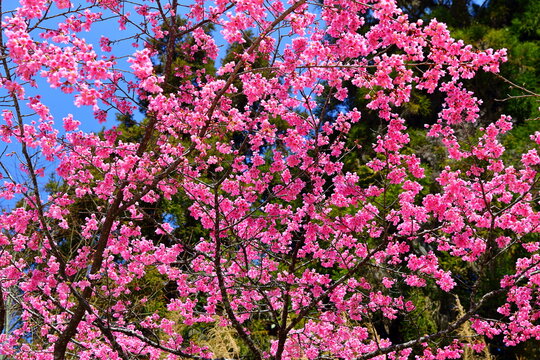 Beautiful Cherry Blossom in Alishan National Forest Recreation Area, situated in Alishan Township, Chiayi , TAIWAN.